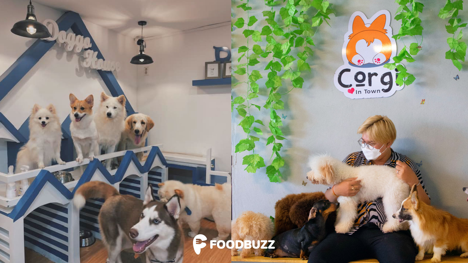 3 Popular Dog Cafes in Phnom Penh for all the puppy lovers! 