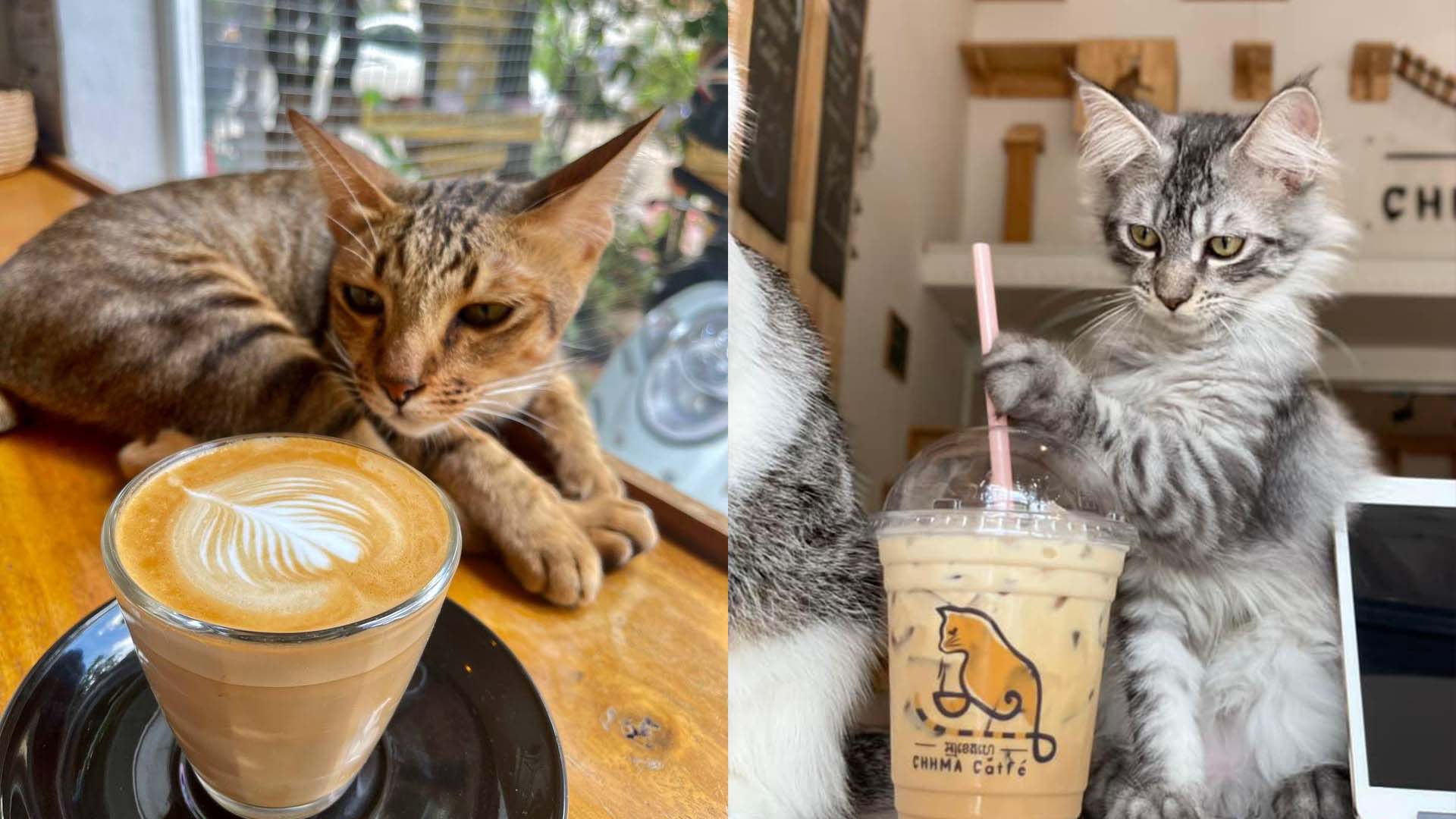 5 Cat Cafes With Unique Concepts In Phnom Penh And Siem Reap That You